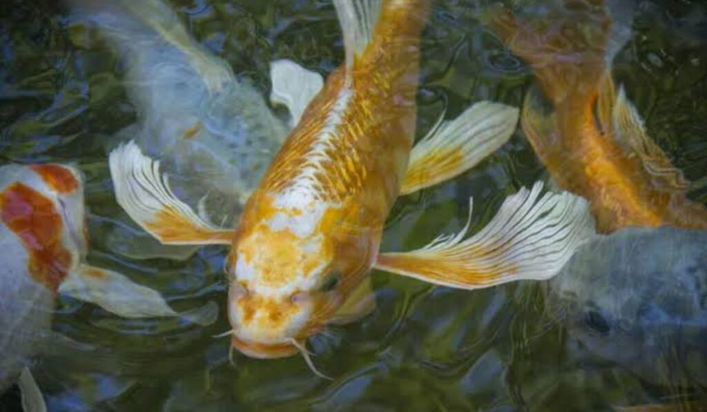unique-names-for-koi-fish-in-a-table-format