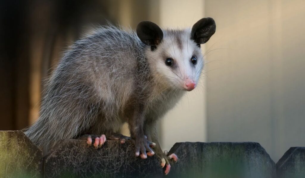 unique-possum-names-with-meanings