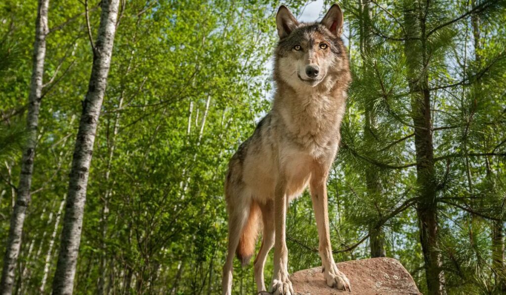 unique-wolf-names