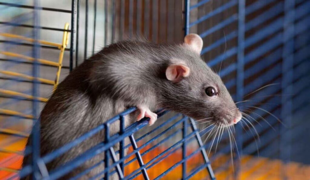 what-are-good-rat-names