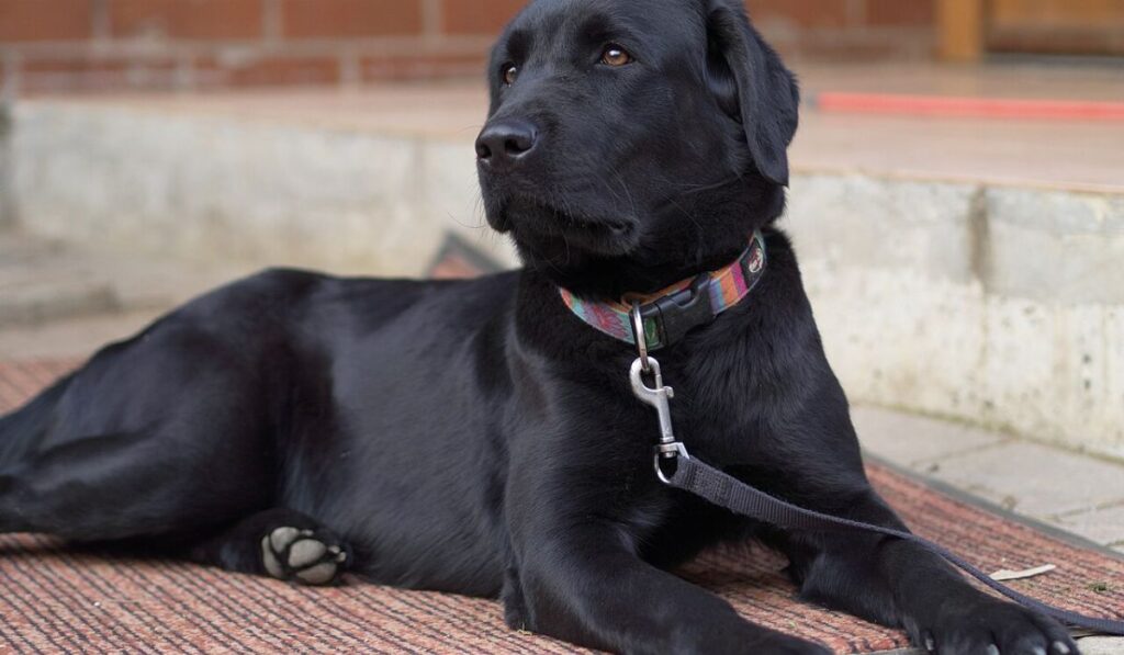 what-to-know-before-choosing-your-dogs-name