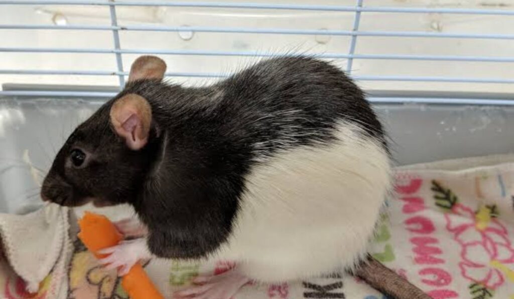 white-lab-rat-names-for-test-subjects
