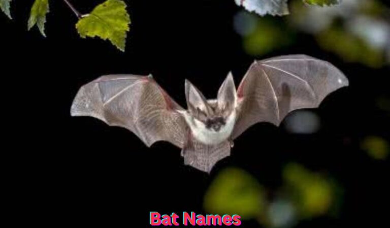 bat-names