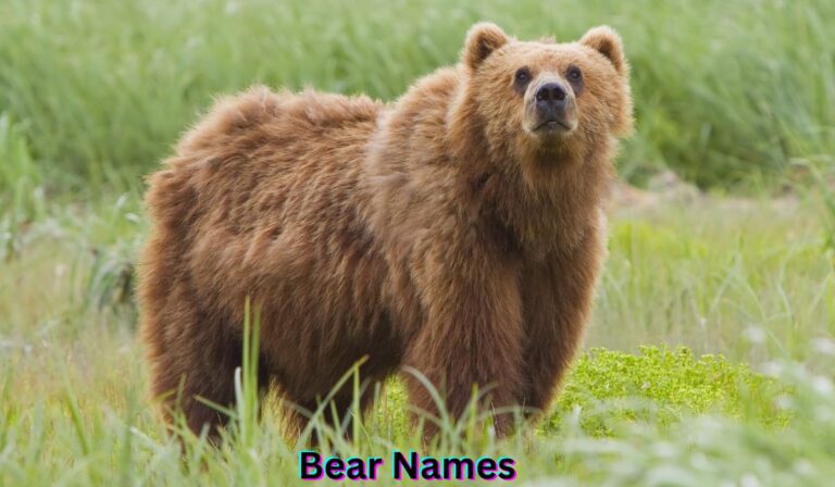 bear-names