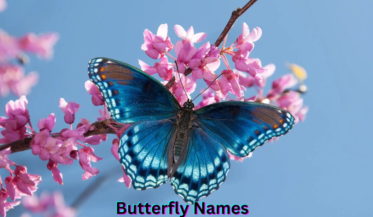 butterfly-names