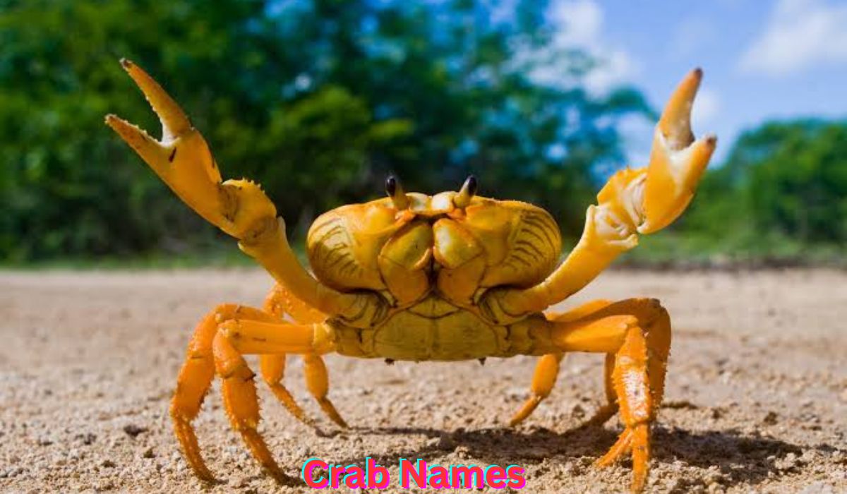 crab-names