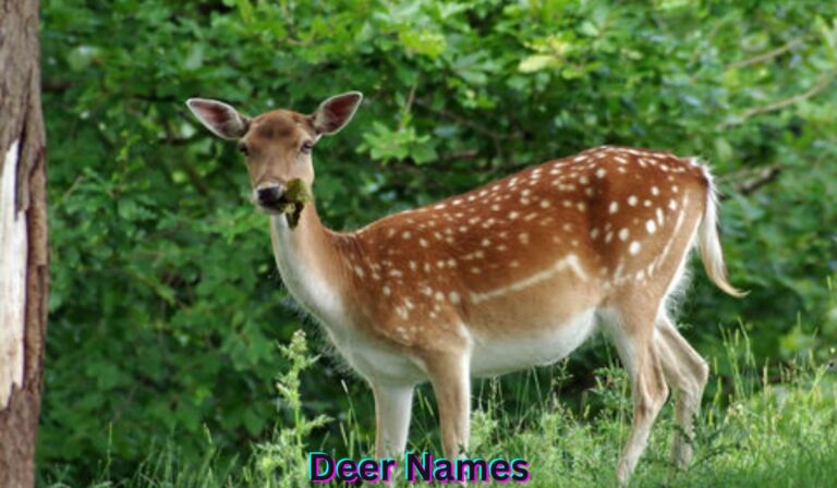 deer-names