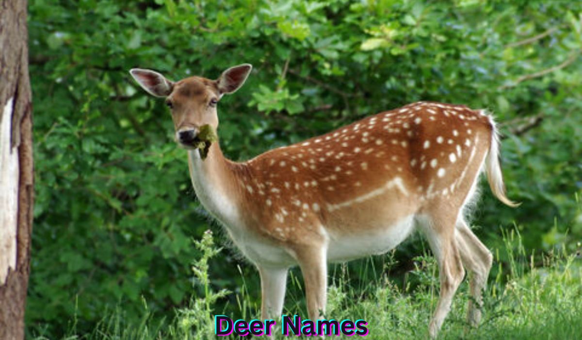deer-names