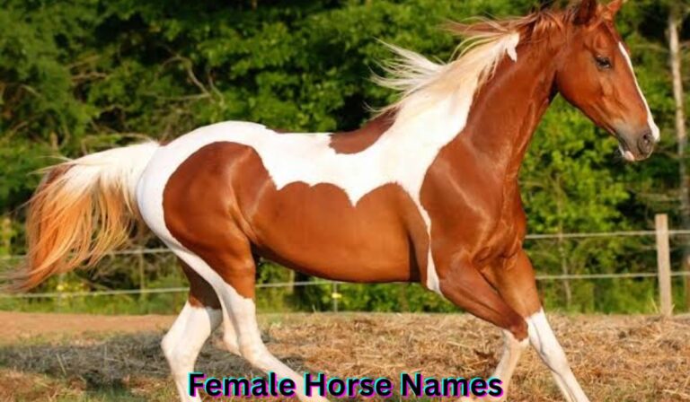 female-horse-names