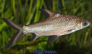 fish-names