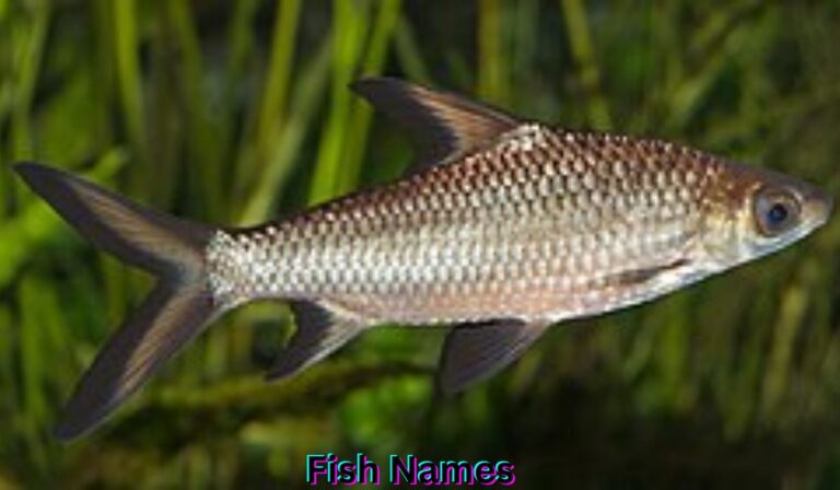 fish-names