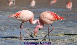 flamingo-names