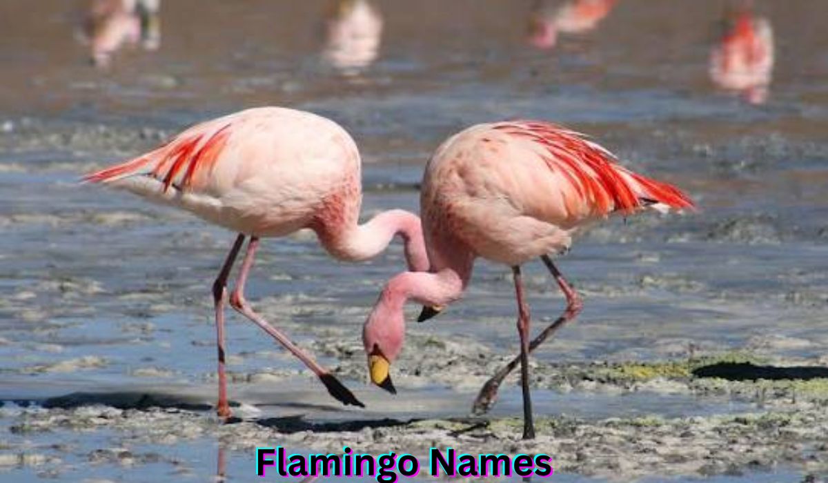 flamingo-names