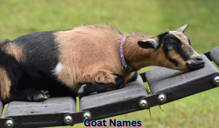 goat-names