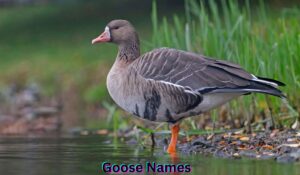 goose-names