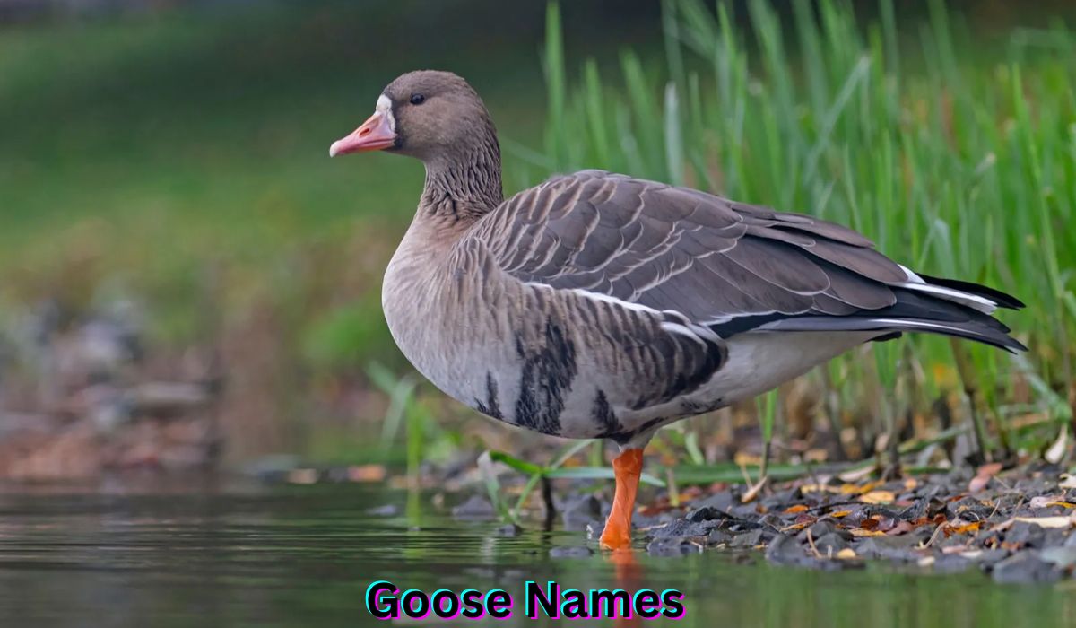 goose-names