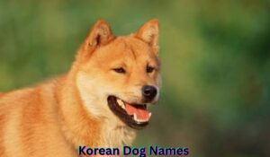 korean-dog-names