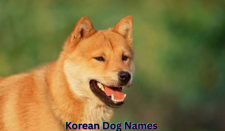 korean-dog-names