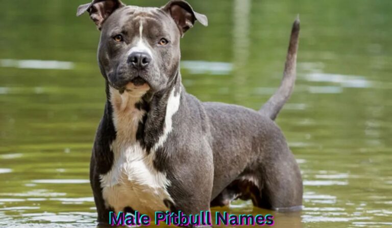 male-pitbull-names