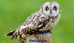 owl-names