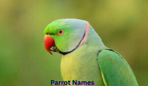 parrot-names