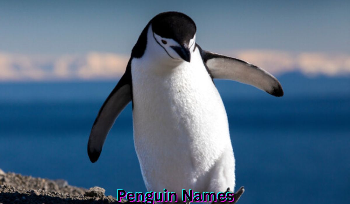 penguin-names
