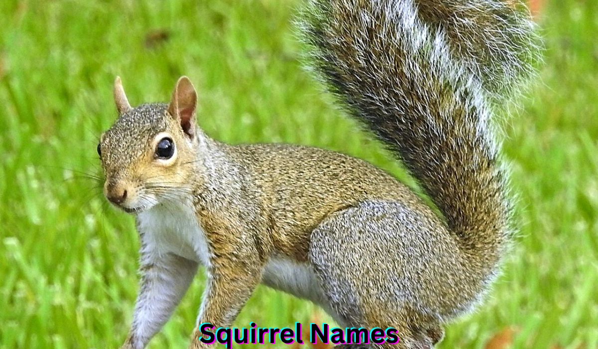 squirrel-names