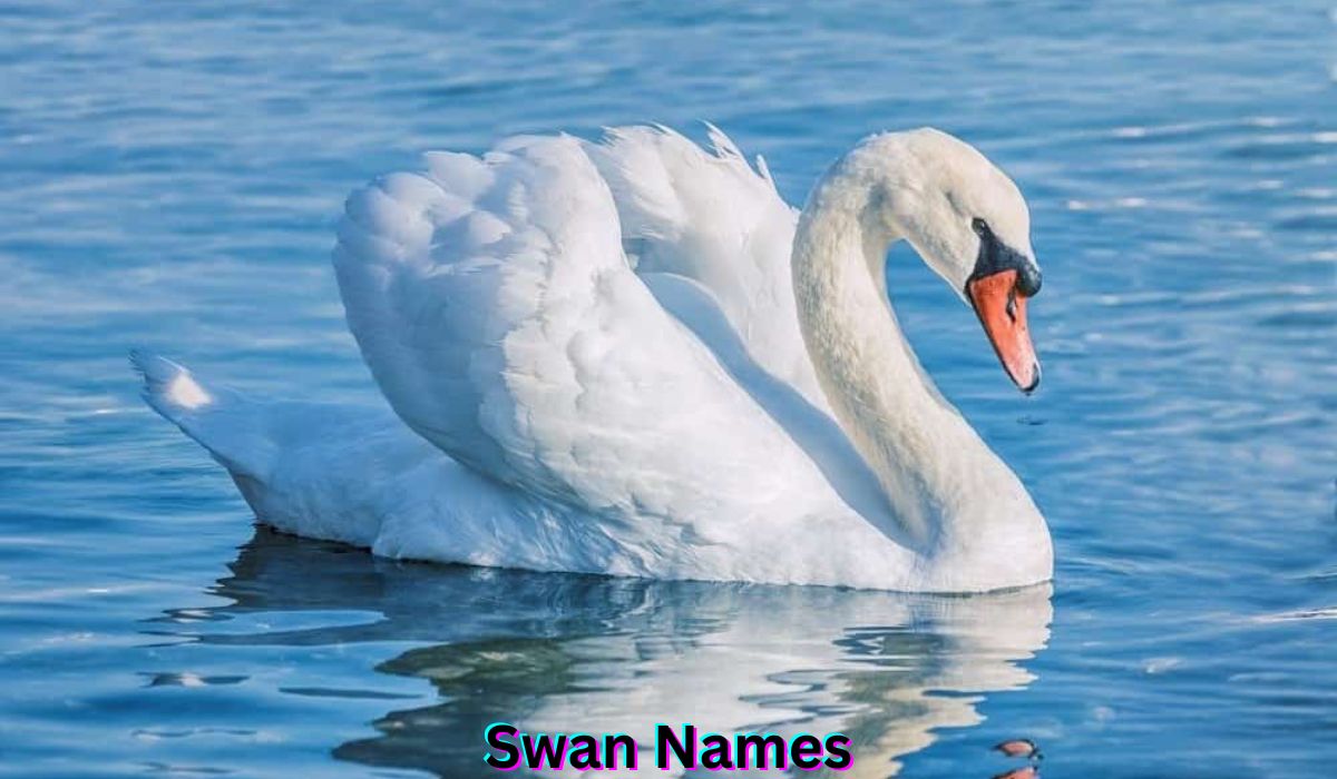 swan-names