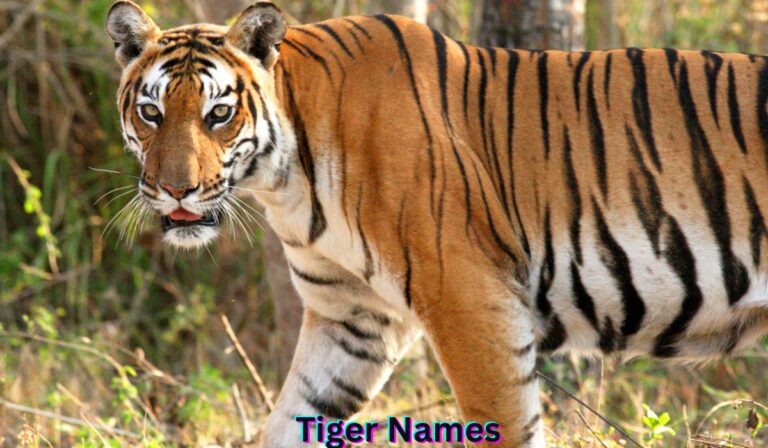 tiger-names