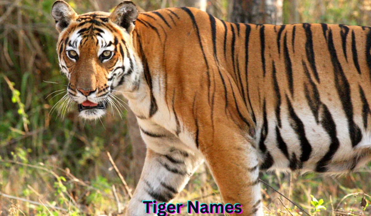 tiger-names