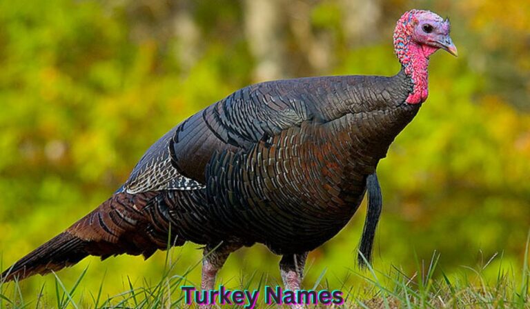 turkey-names
