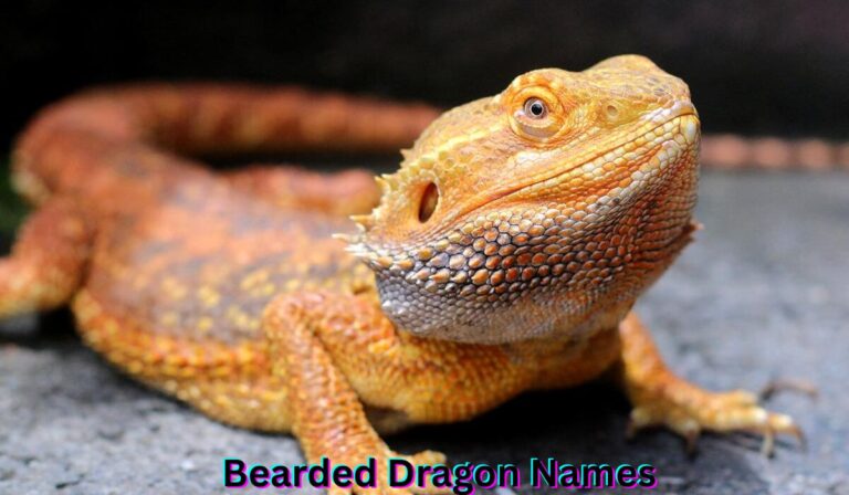 bearded-dragon-names