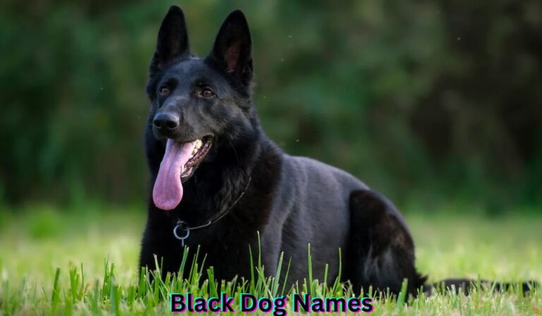 black-dog-names