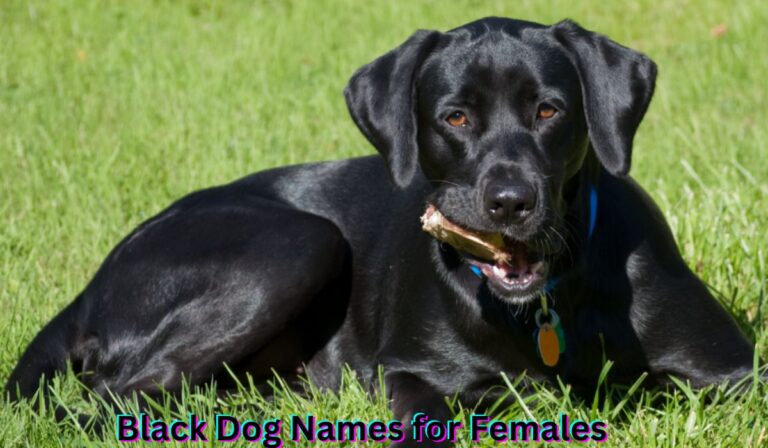 black-dog-names-for-females
