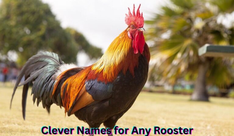 clever-names-for-any-rooster