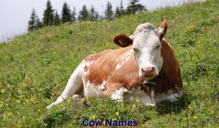 cow-names