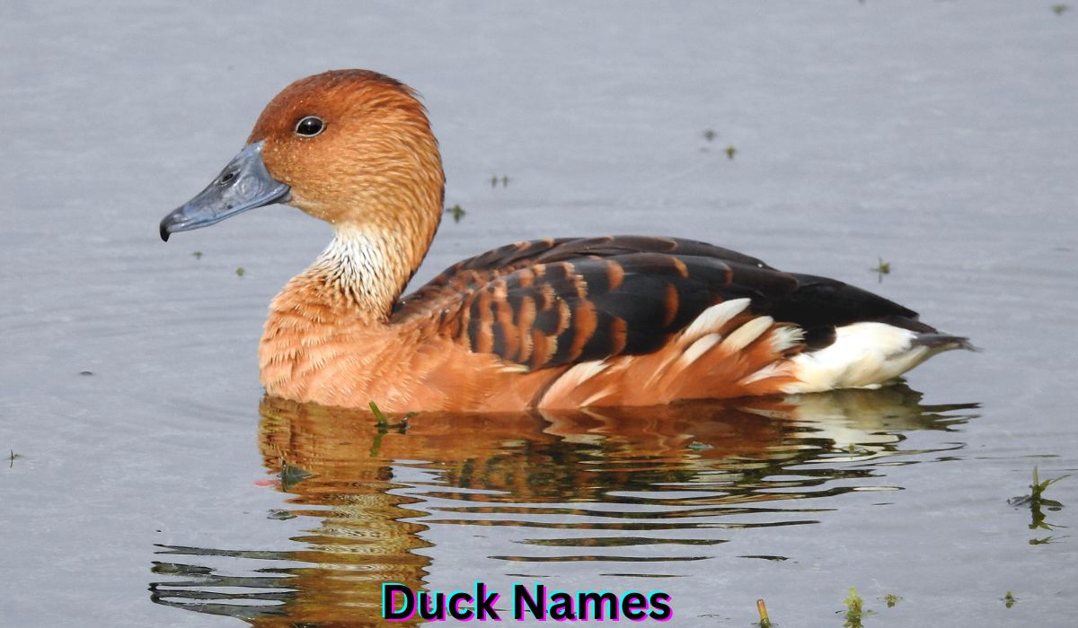 duck-names