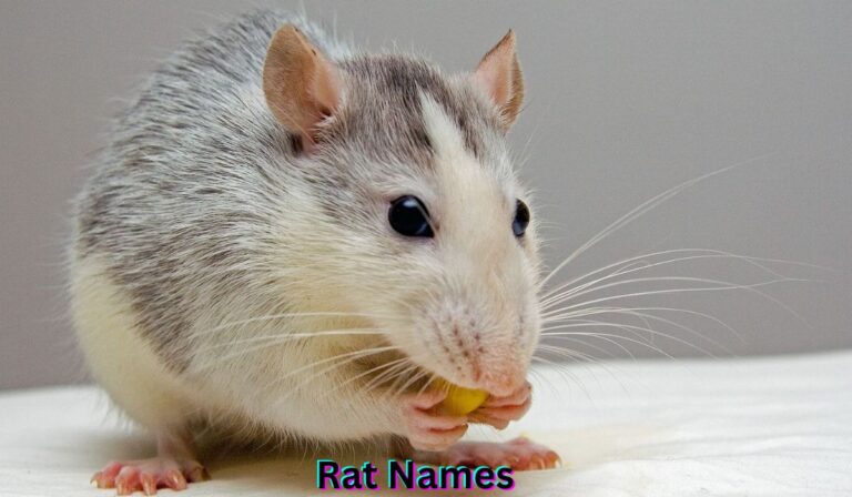 rat-names