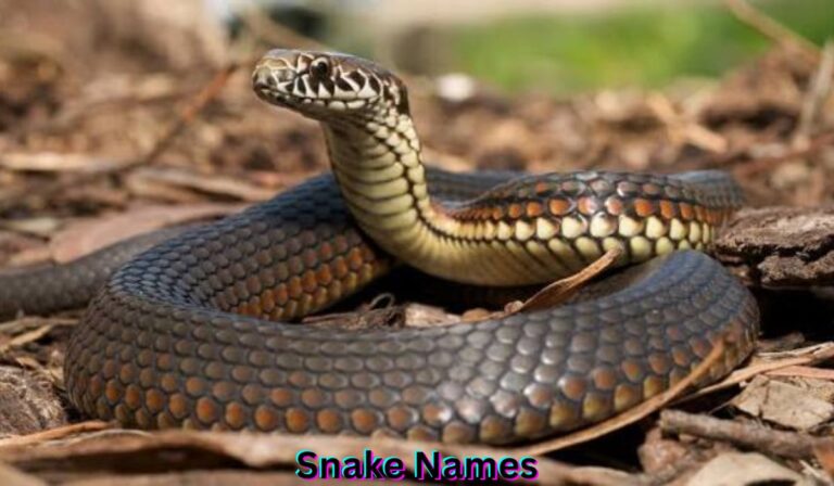 snake-names