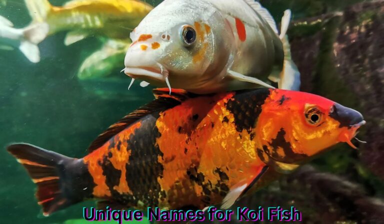 unique-names-for-koi-fish