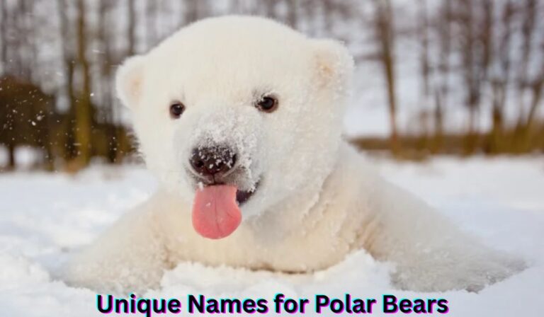 unique-names-for-polar-bears