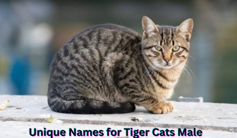 unique-names-for-tiger-cats-male