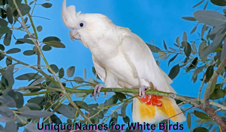 unique-names-for-white-birds