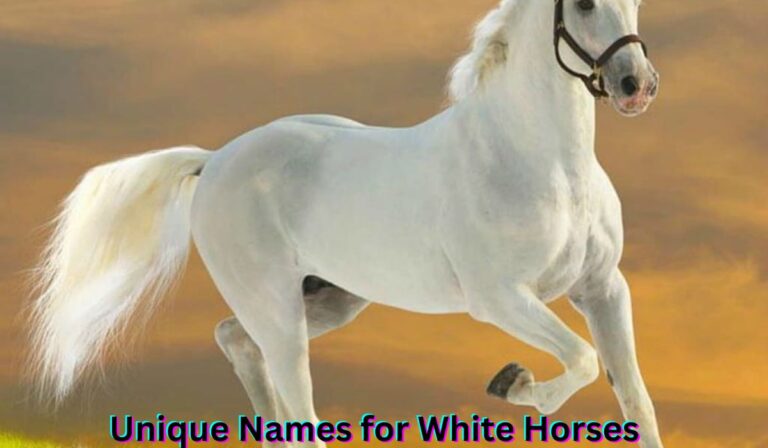 unique-names-for-white-horses