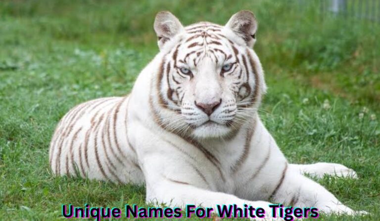unique-names-for-white-tigers